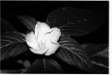 Wilting Blossom 3