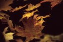 Autumn Leaves on Bash Bish trail - 2007