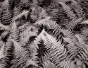 Ferns