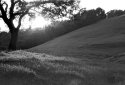 Summer Sunrise, Almaden Valley