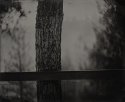 Tree and Fence