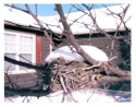 Birdsnest