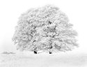 Ice tree