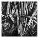 frosted reed