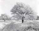 ice tree II