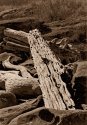 Postcard Exchange 12 - Driftwood