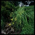 Botanical garden