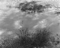 Pond Scum #62