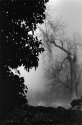 Church Fog