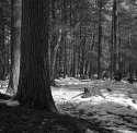 Potter County Woods
