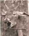 My Deer Friend