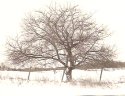 My Favorite Tree