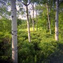 Summer afternoon with my holga