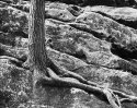Hanging Tree