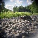 A summer afternoon with my Holga