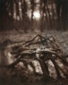 Petzval in the woods