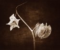 FineArt lith print