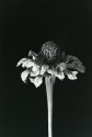 Dried Flower