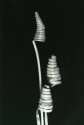 Three Spirals