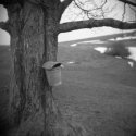 A Late Winter Day Out with My Holga