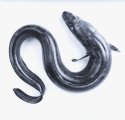 Conger Eel