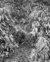 Through the bamboo