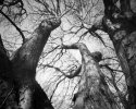 Bifurcated Oak Tree