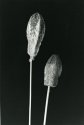 Two Pods
