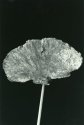 Dried Fan