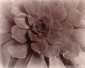 Succulent Lith Print