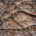 Wall of Vines #2