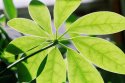 Green Leaves of Summer