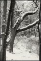 Winter Variations_Trees