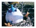 Goonybird