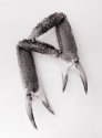 spidercrab claws