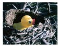 Rubber Ducky