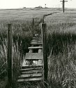 Foot Bridge