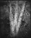 Three Alders