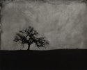 Another Tree