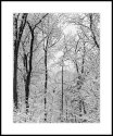 Snowfall Behind Our House
