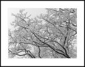 Snowy!..the BIG tree!