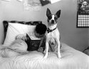 Two Dogs and a Girl