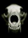 Skull study #2