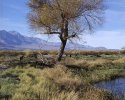 Lower Owens River, 2007