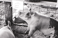 All good pigs go to heaven