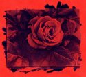 Red Rose