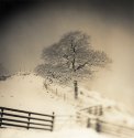 Tree and Fences