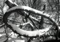 Bent Branches