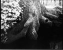 Maco Infrared #2