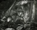 Oak & Rock